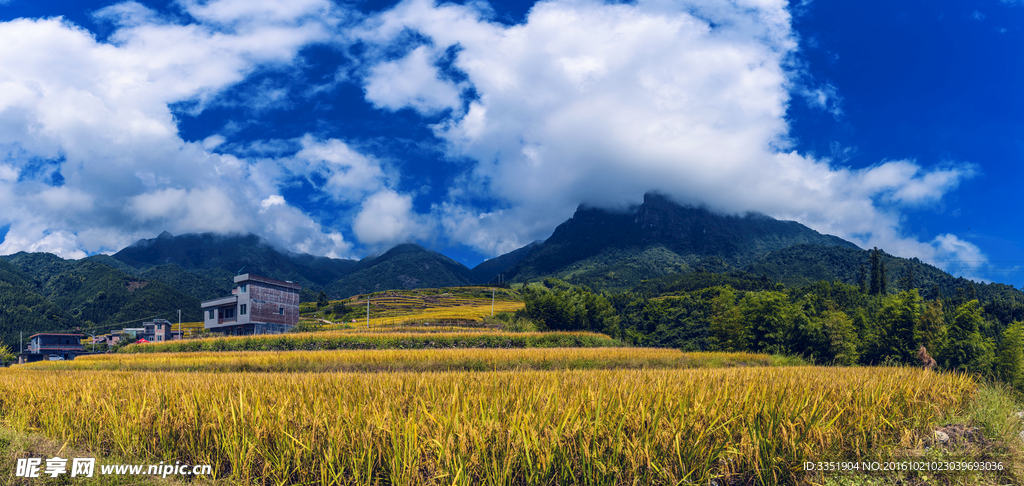 黑山村梯田 稻田 水稻