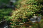 苔藓