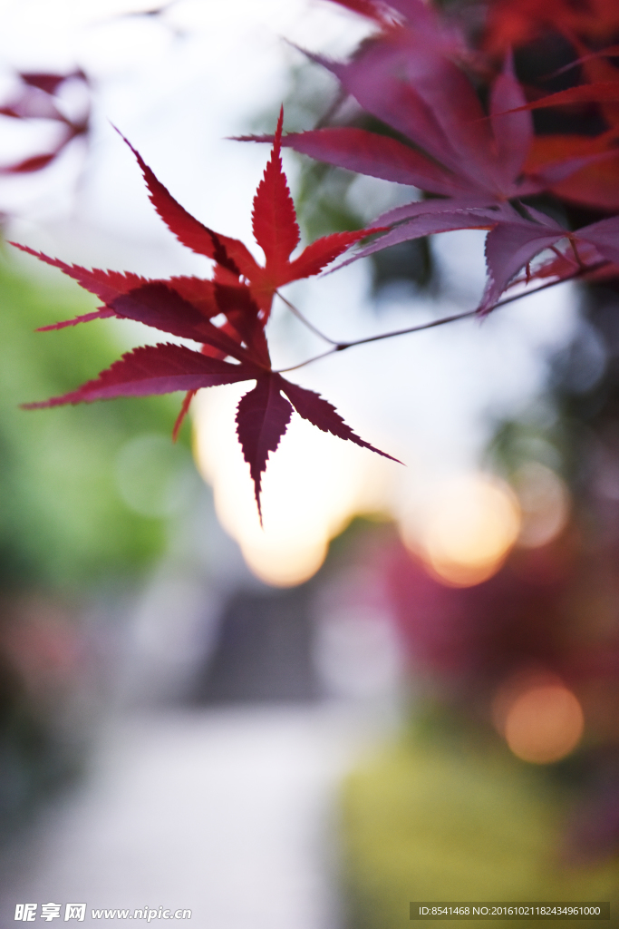 红枫