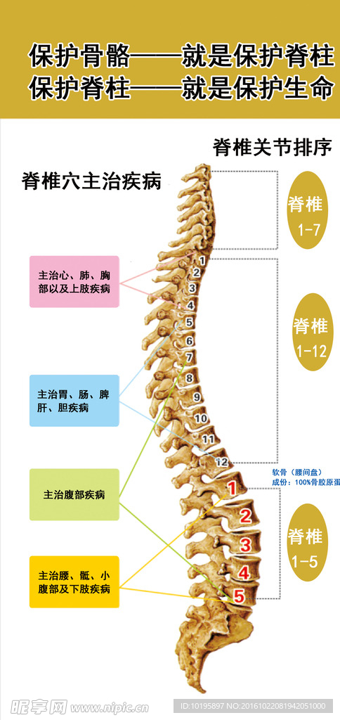 乐利来筋骨养护 骨骼