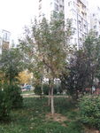 小区景色