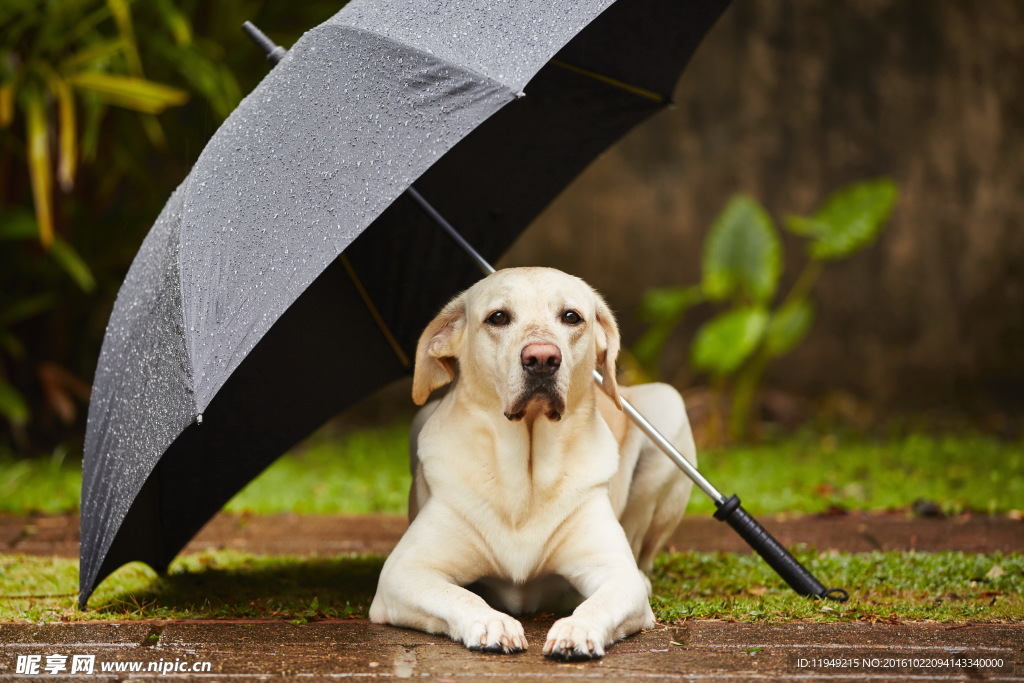 金毛巡回猎犬打伞