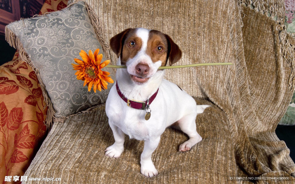 可爱的狗狗叼向日葵