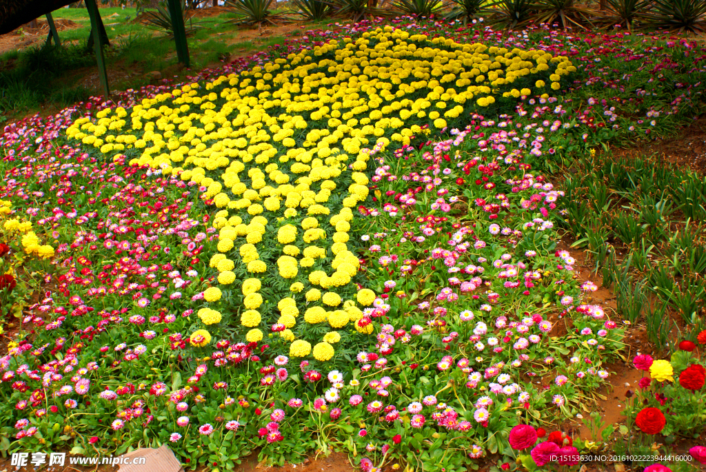 小黄花      野花