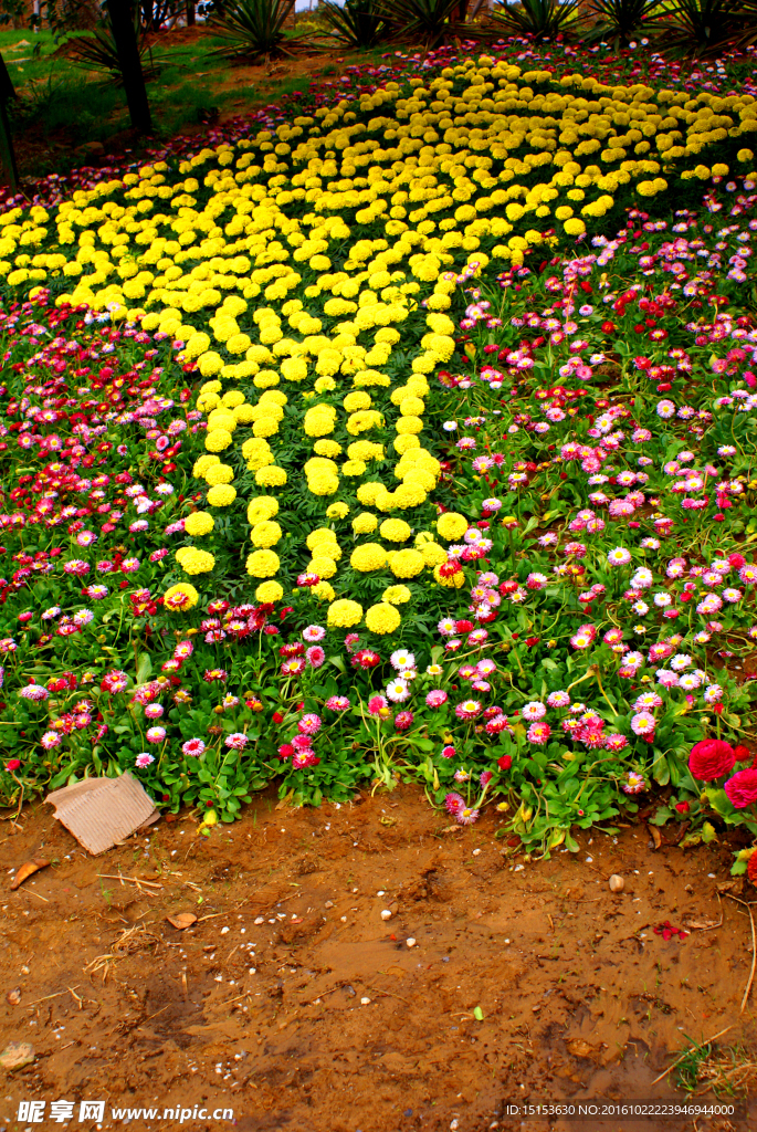 小黄花  红花    野花