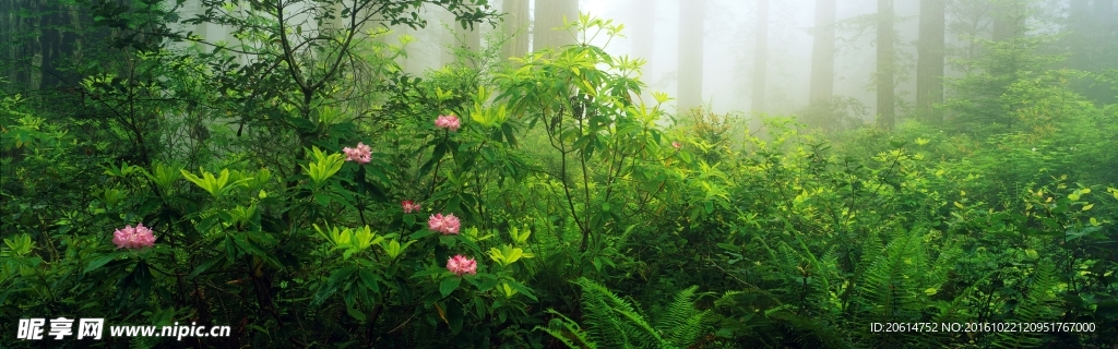 树林美景