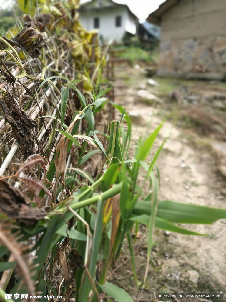 林间小道