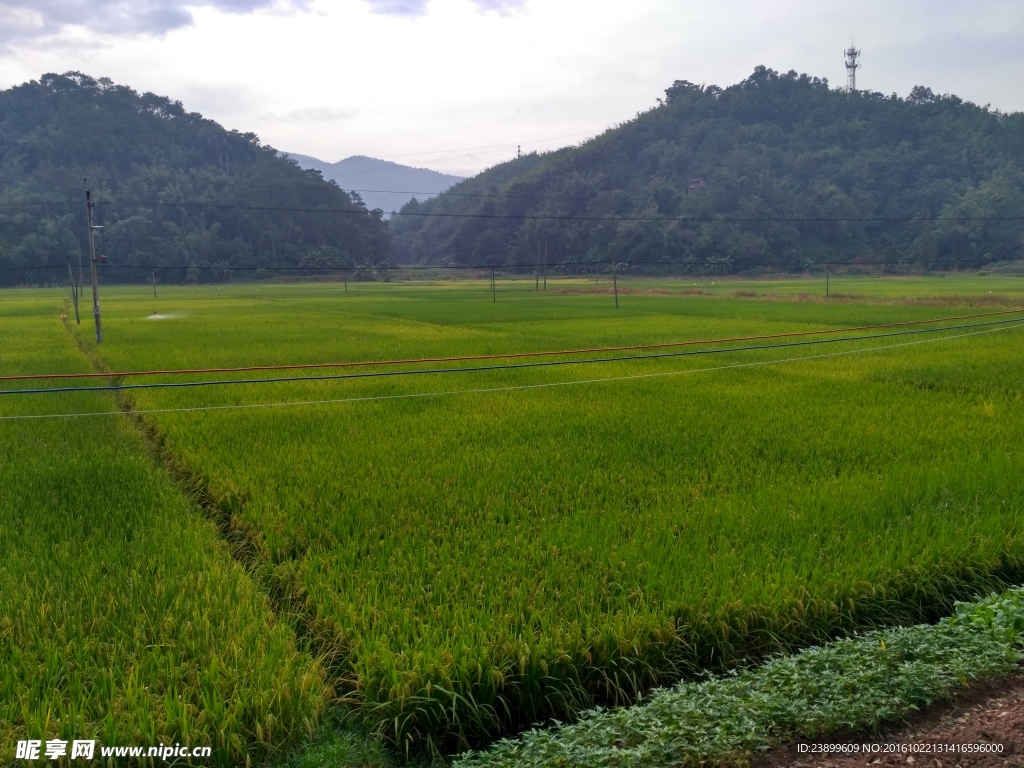 山川田野