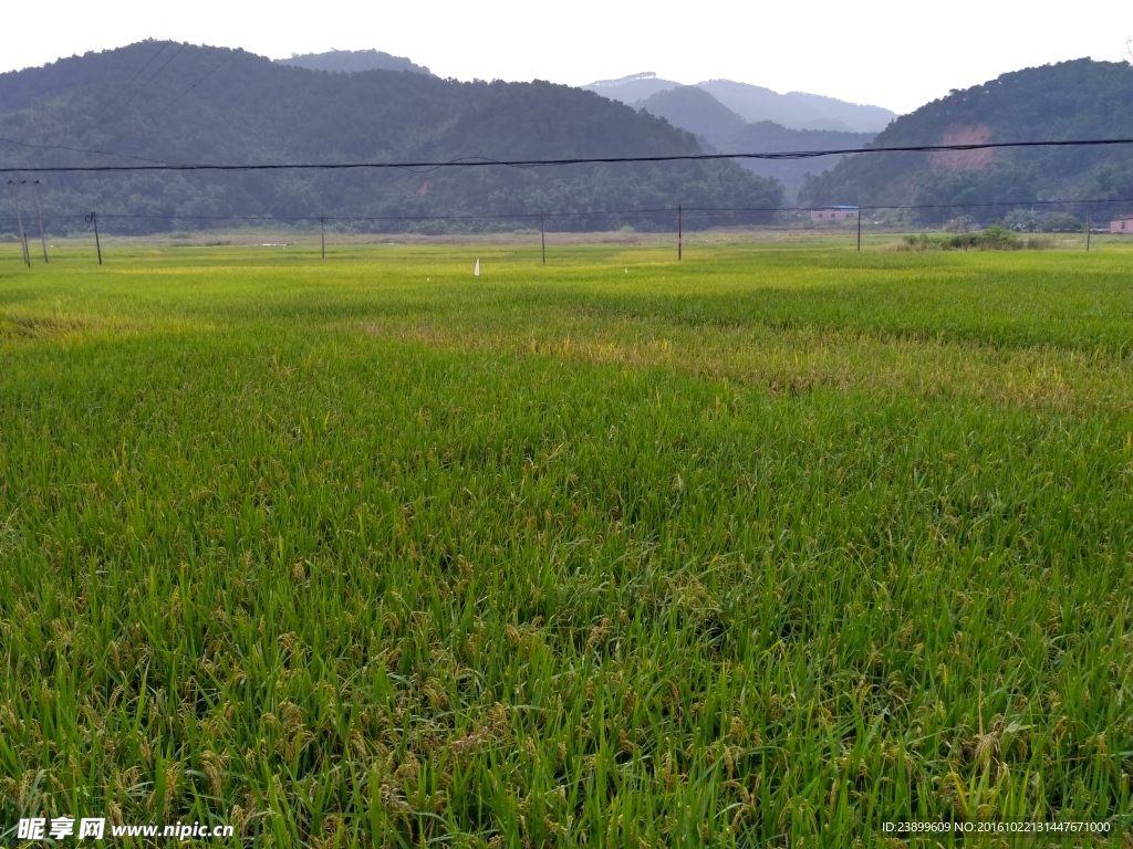 山川田野