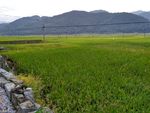 山川田野