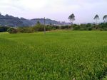 山川田野