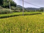 山川田野