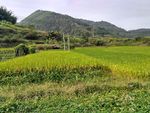 山川田野