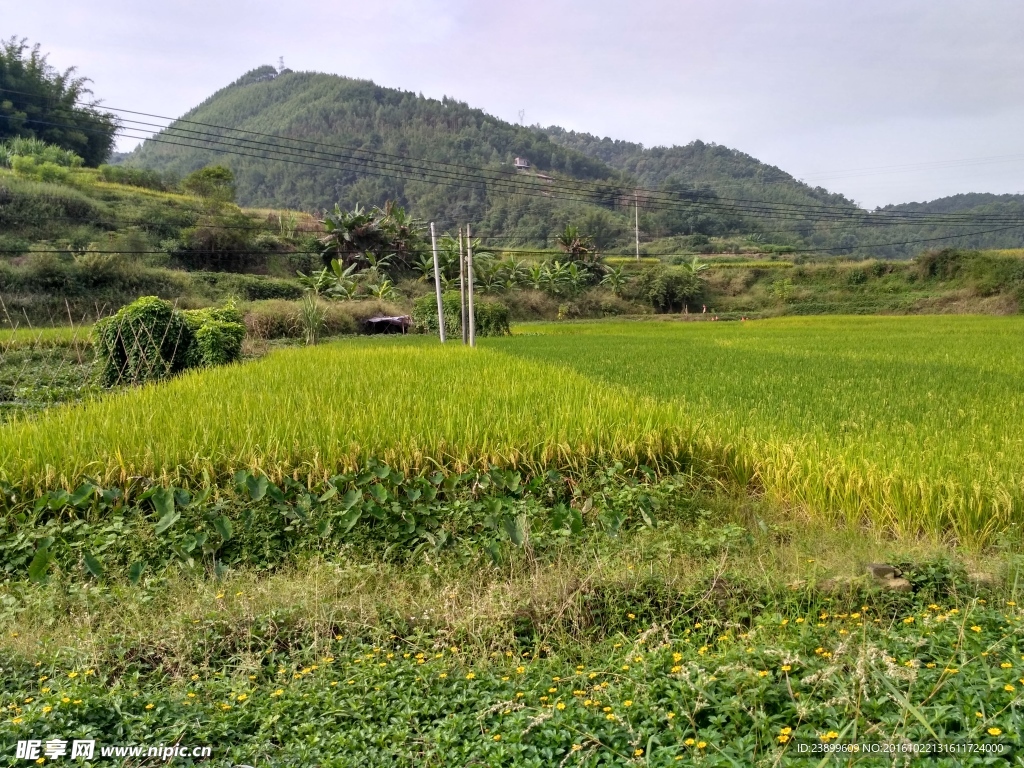 山川田野