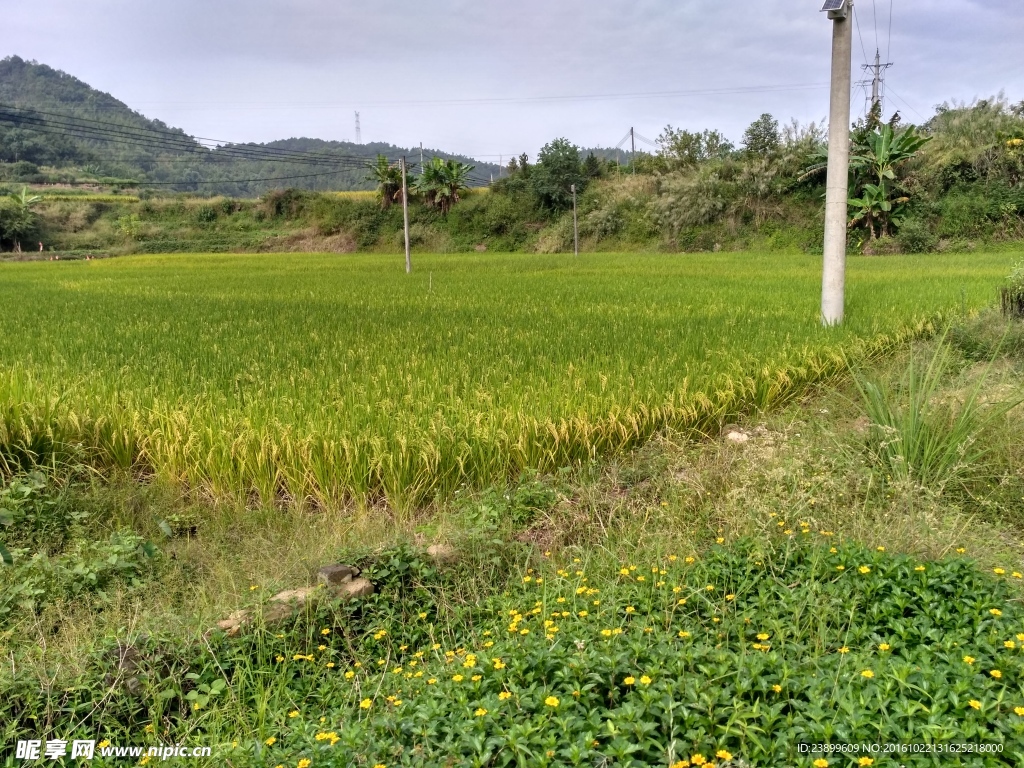 山川田野