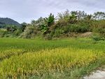 山川田野