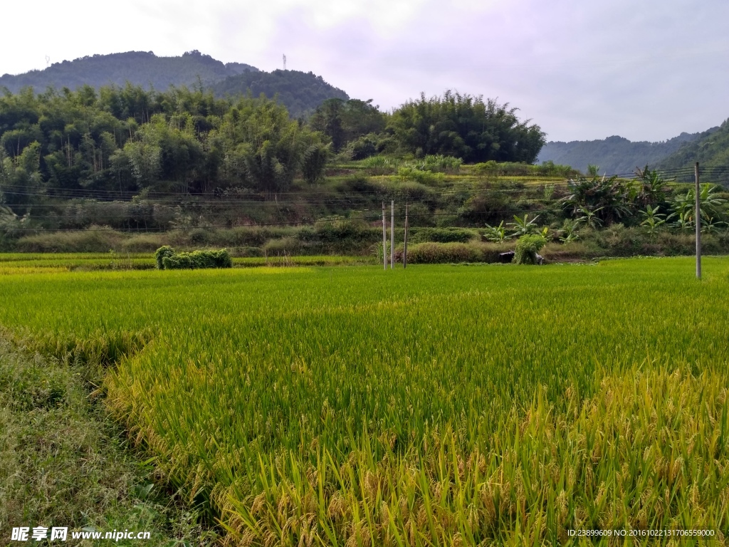 山川田野
