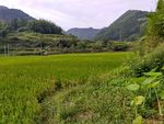 山川田野