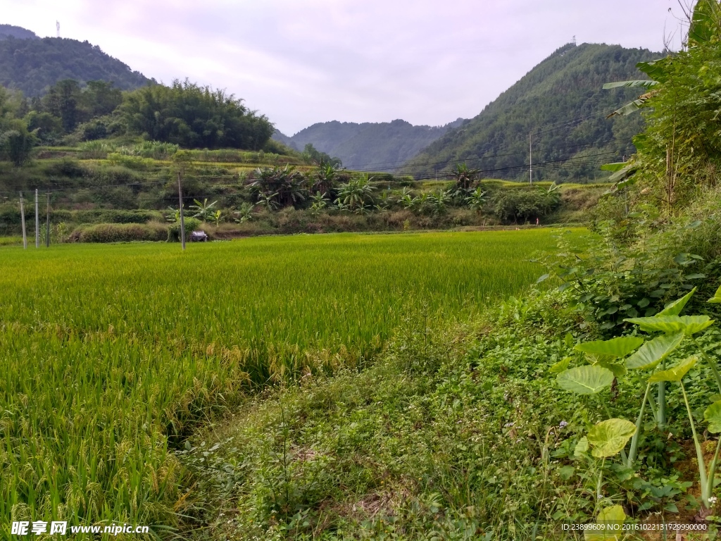 山川田野