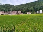 乡村田野