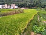 乡村田野