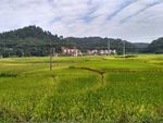 乡村田野