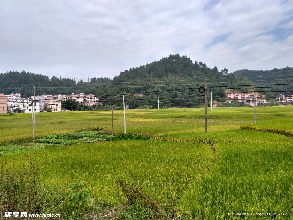 乡村田野
