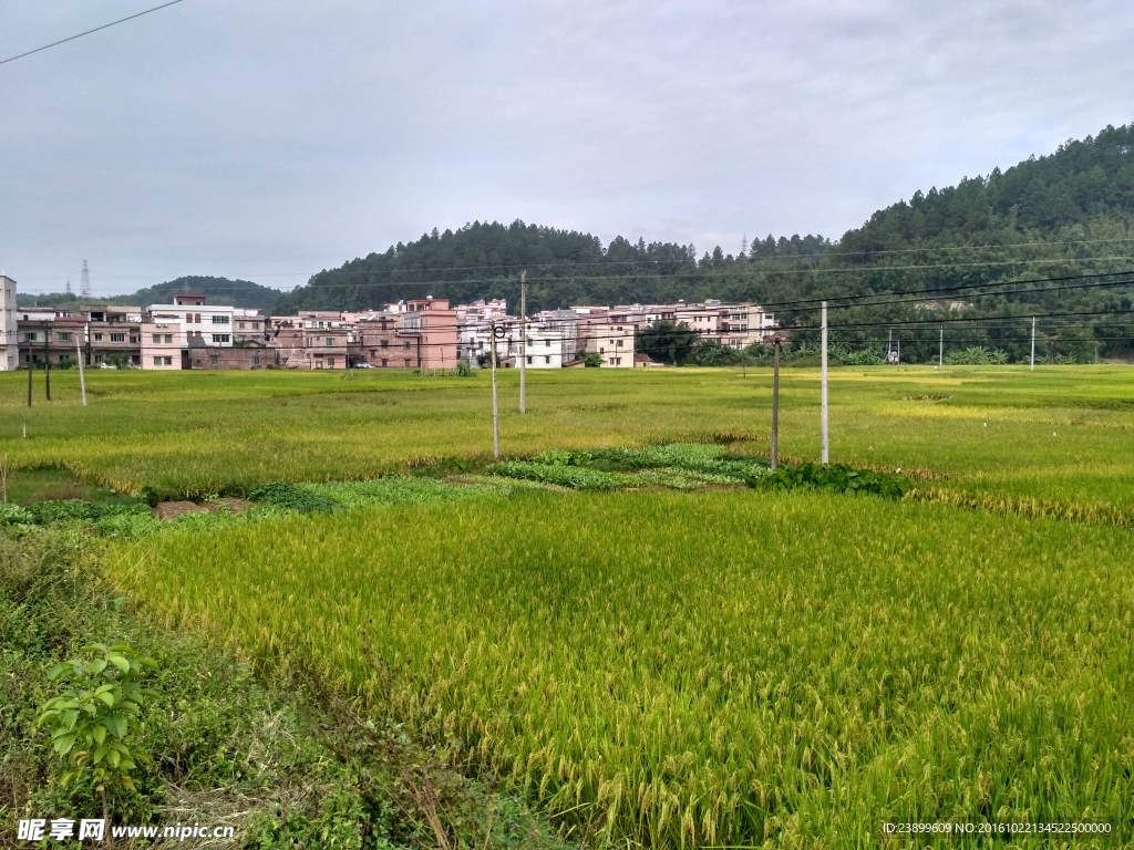 乡村田野