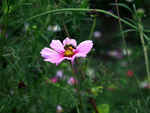 格桑花与蜜蜂
