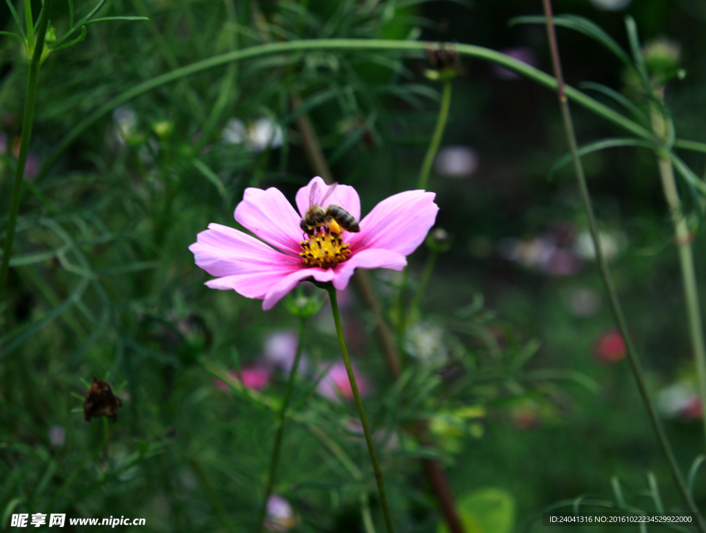 格桑花与蜜蜂