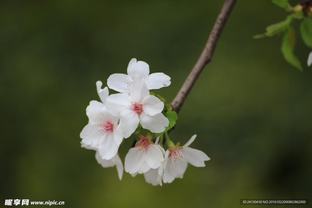 樱花