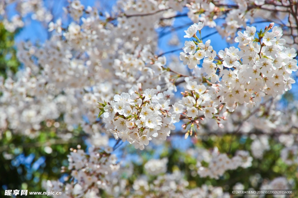 樱花