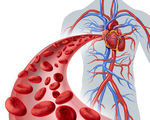 心脏血液循环