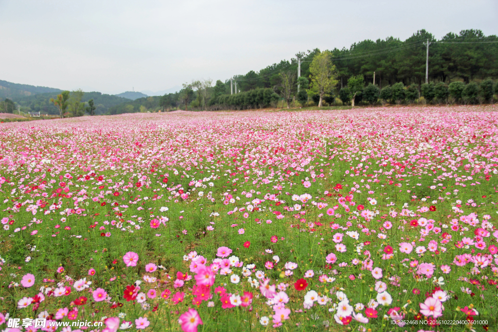 格桑花海