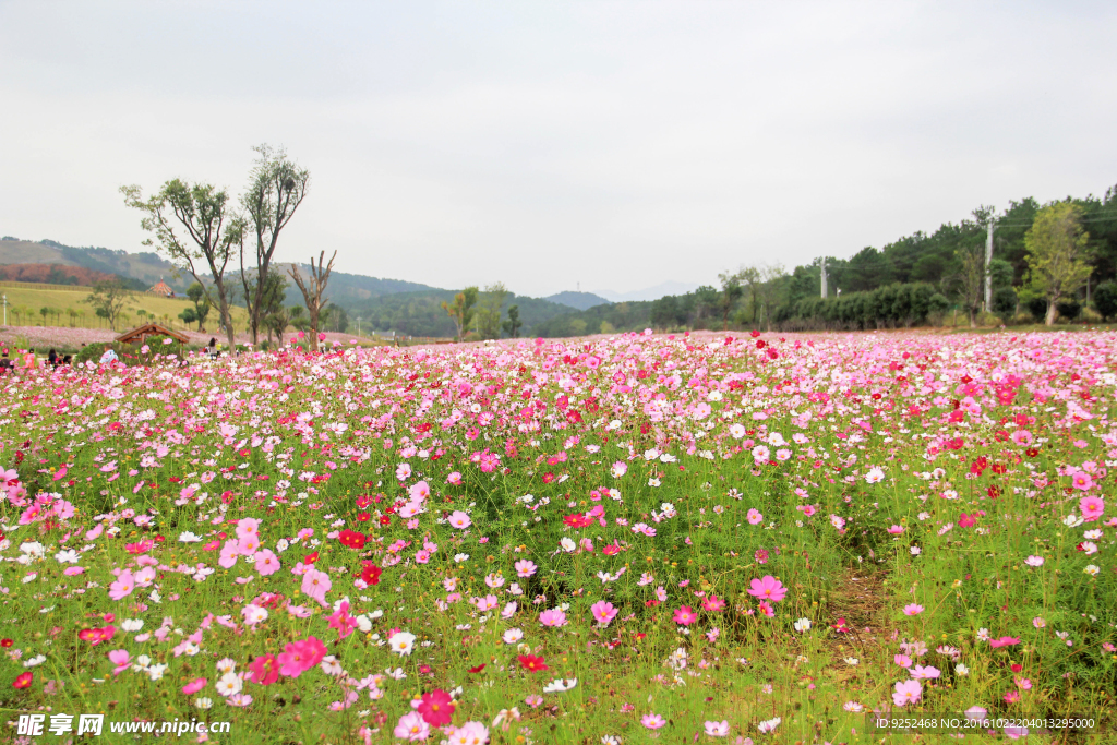 格桑花海