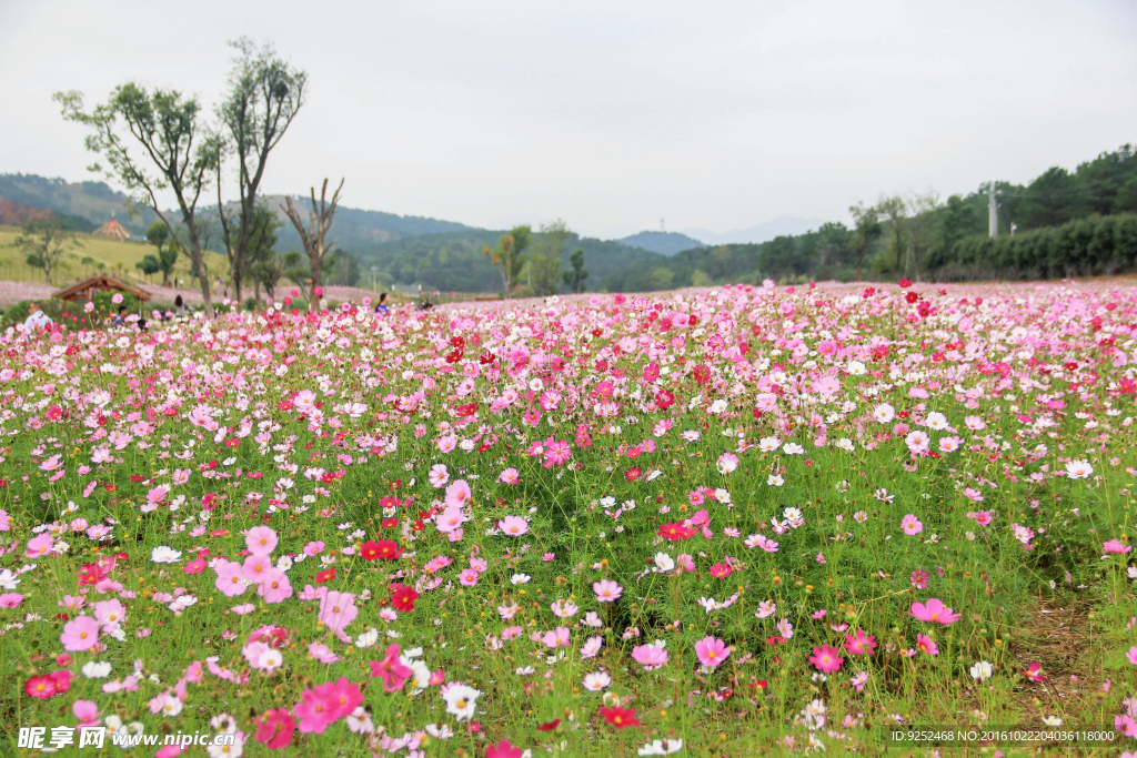 格桑花海