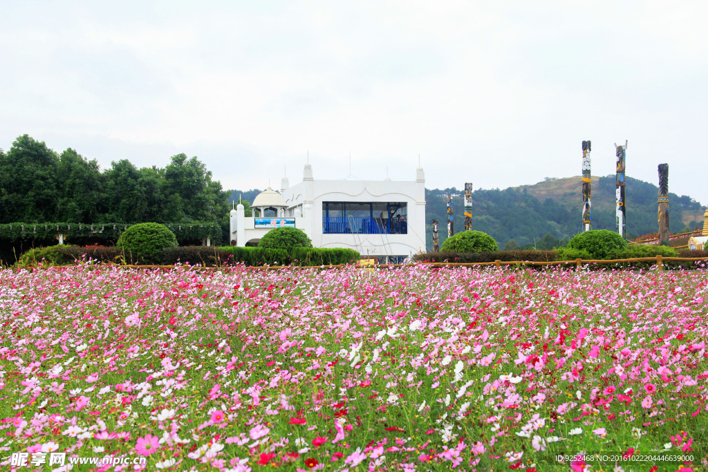 格桑花