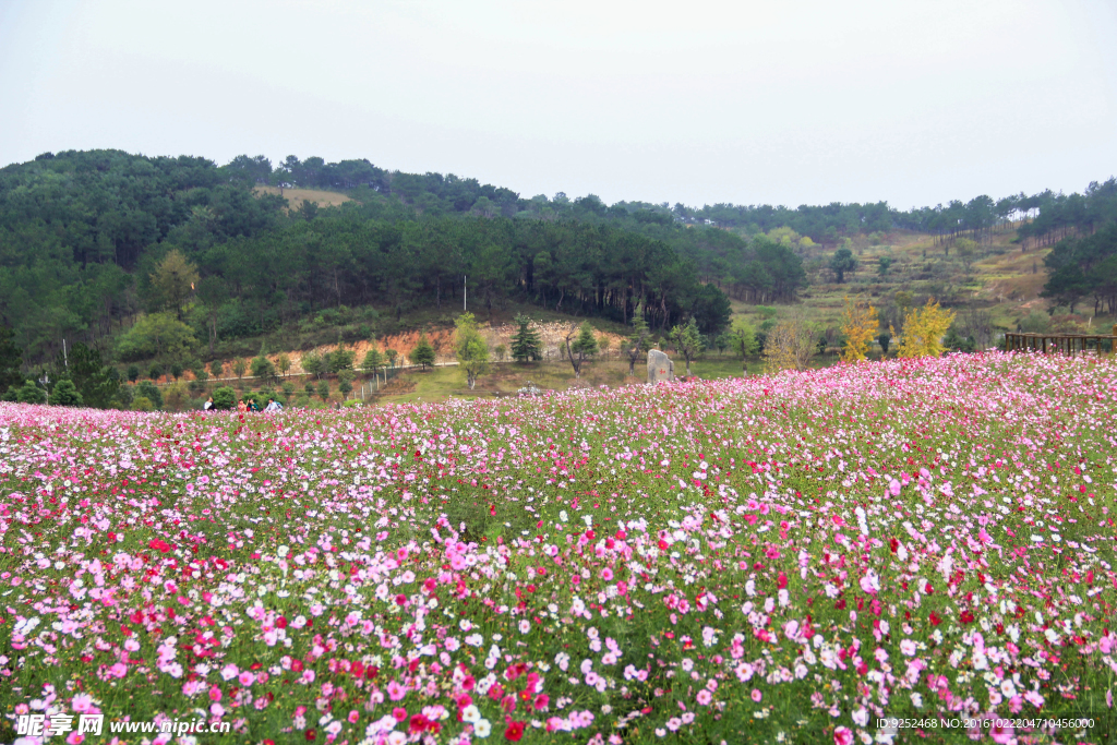 格桑花