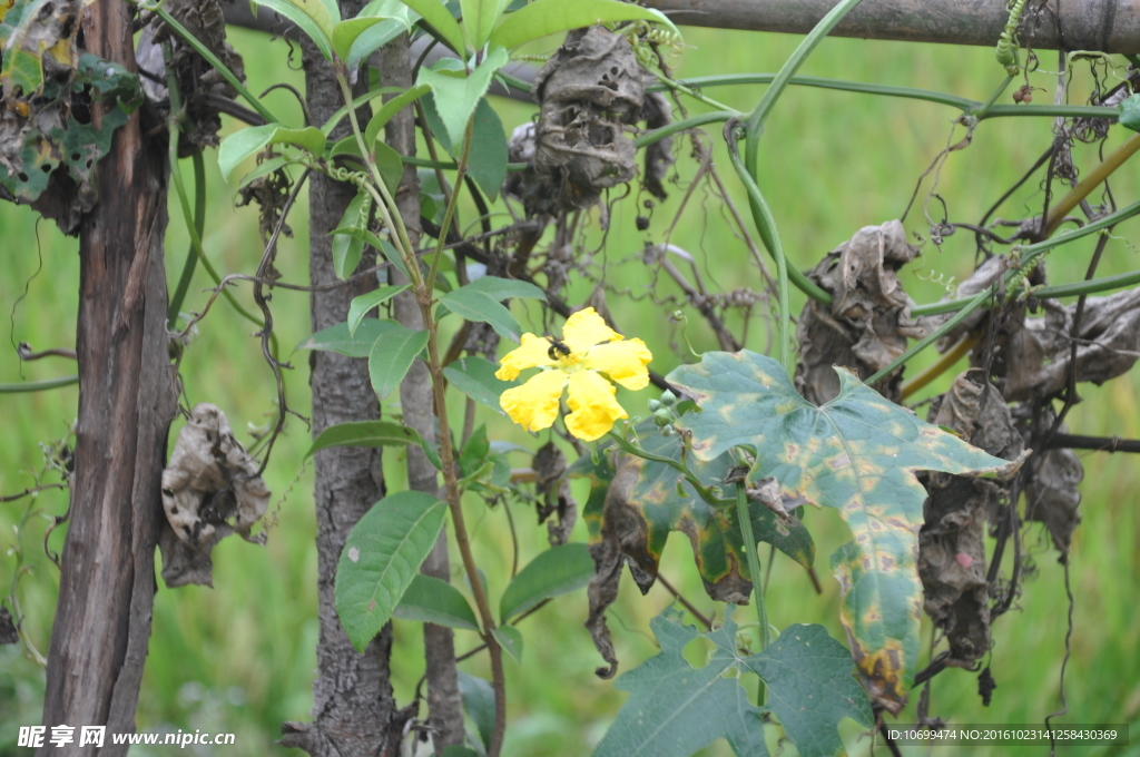 小黄花