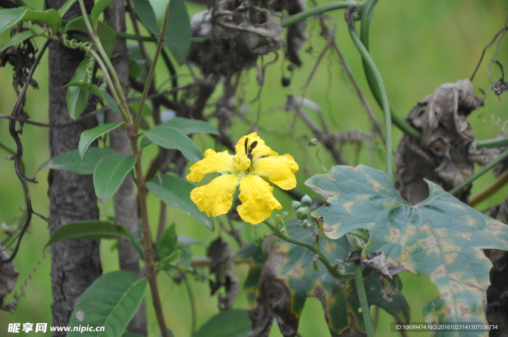 小黄花