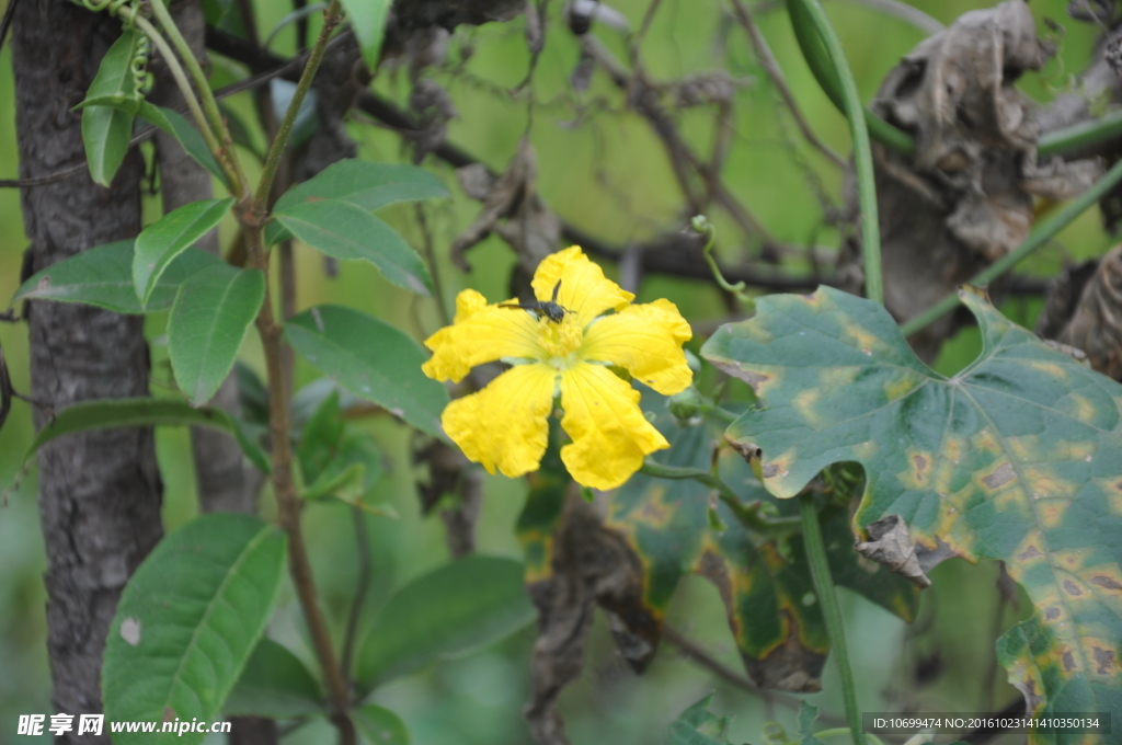 小黄花