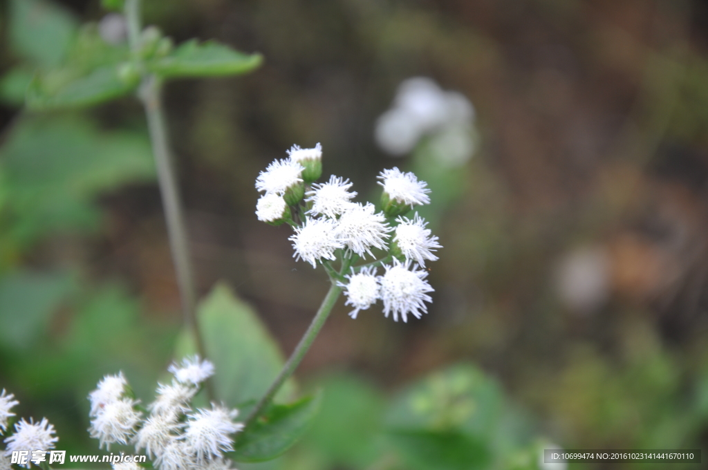 小白花