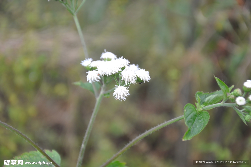 小白花