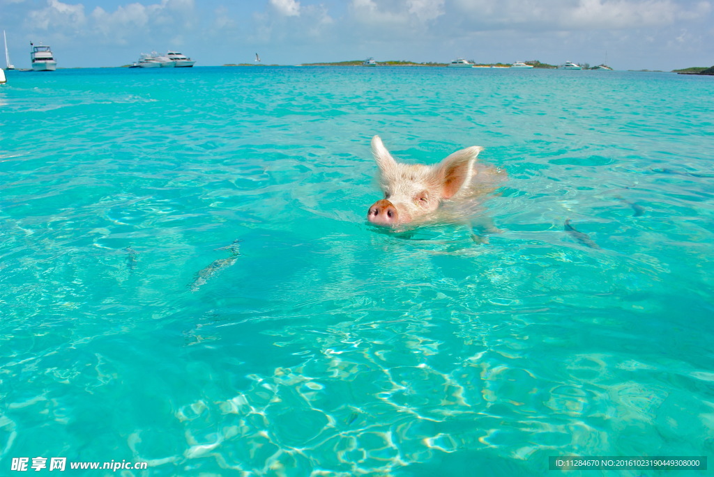 游泳的猪