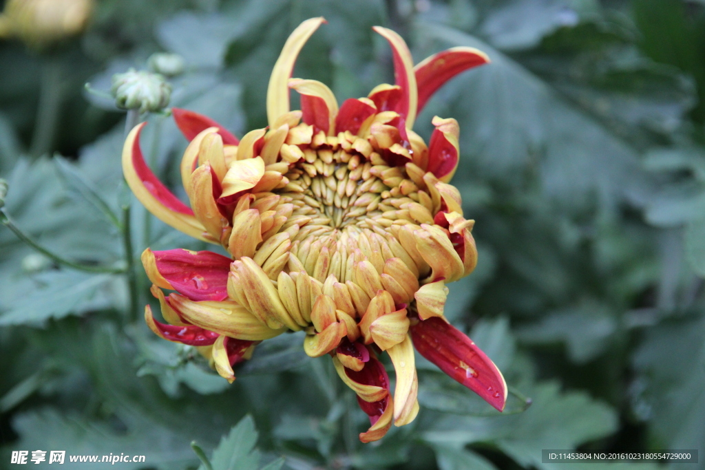 菊花