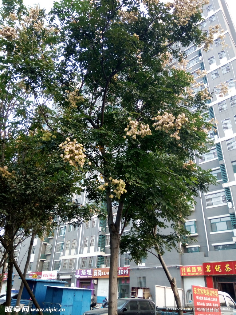 小区景色