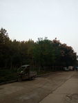 道路绿树