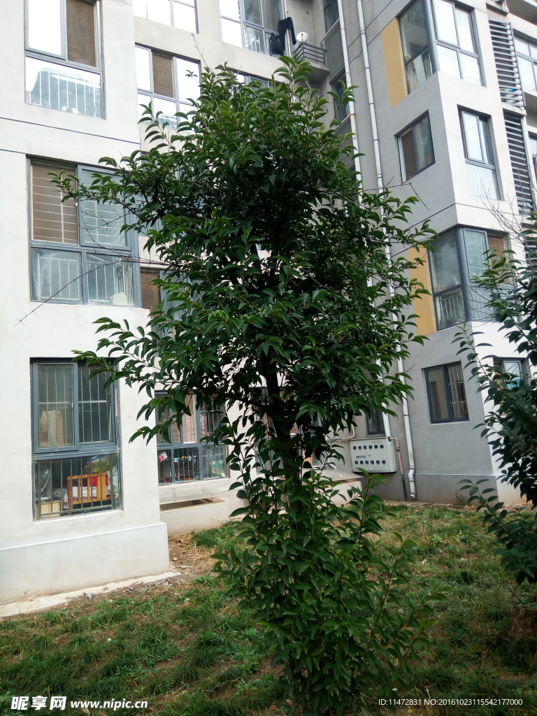 小区景色
