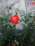 月季花