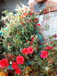 马蜂菜花